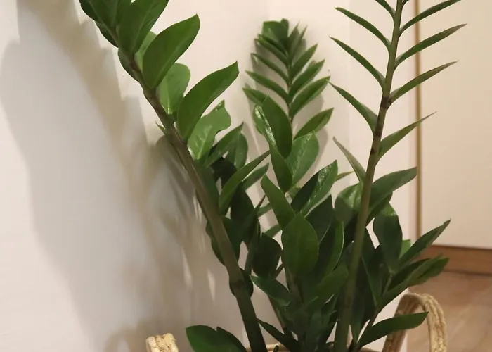 Apartament Cocoon Urban *