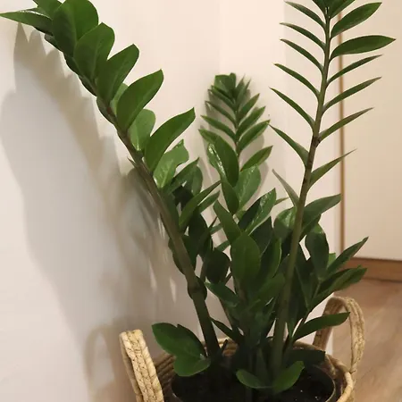 Διαμέρισμα Cocoon Urban *
